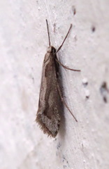 Deuterotinea casanella