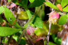Xanthosia tasmanica
