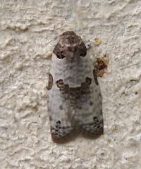 Pseudeulia asinana