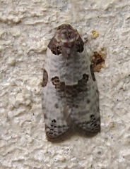 Pseudeulia asinana