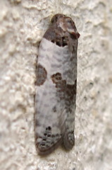 Pseudeulia asinana