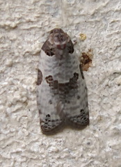 Pseudeulia asinana