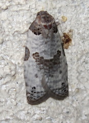 Pseudeulia asinana
