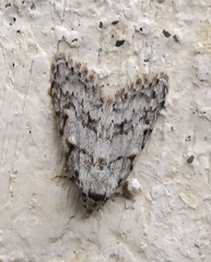 Nola cicatricalis