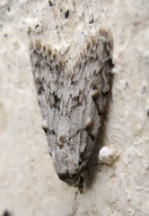 Nola cicatricalis