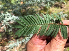 Acacia loroloba