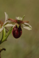 Ophrys exaltata arachnitiformis