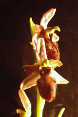 Ophrys exaltata arachnitiformis