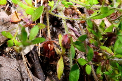 Xanthosia tasmanica