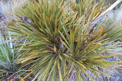 Aciphylla horrida