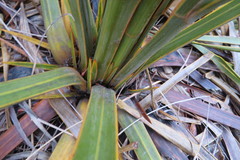 Aciphylla horrida
