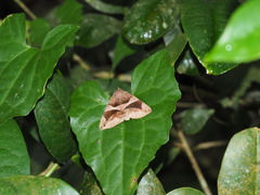 Bastilla arcuata