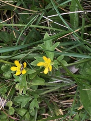 Ranunculus plebeius