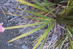 Aciphylla horrida