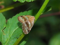 Ricania simulans