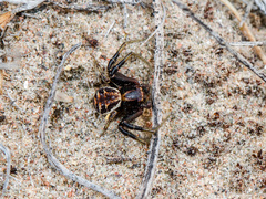 Xysticus pseudocristatus