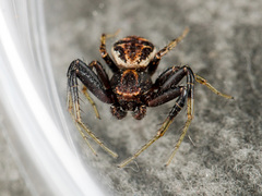 Xysticus pseudocristatus