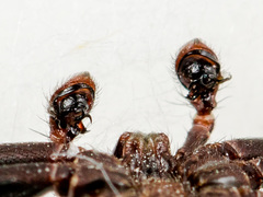 Xysticus pseudocristatus