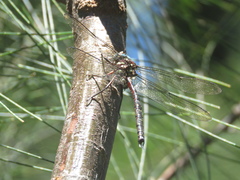 Spinaeschna tripunctata