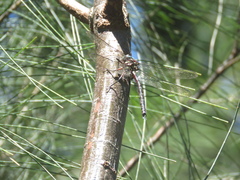 Spinaeschna tripunctata