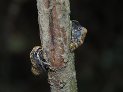 Ischyja ferrifracta
