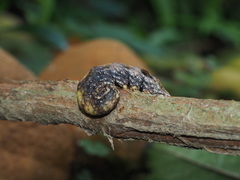 Ischyja ferrifracta