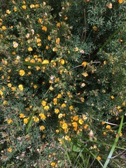 Pultenaea muelleri