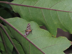 Eressa confinis