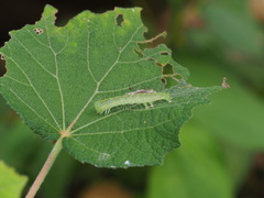 Xanthodes transversa