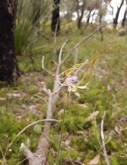 Caladenia serotina