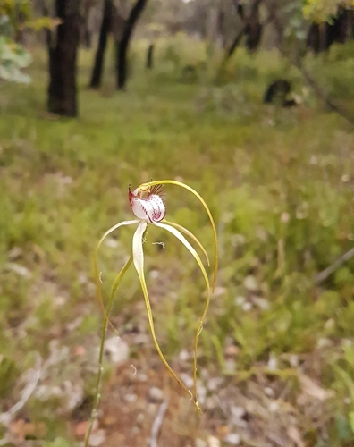 Image of Caladenia serotina by (c) Em Lamond, some rights reserved (CC BY)