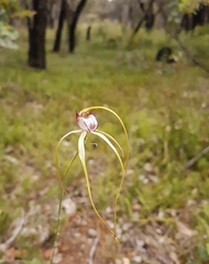 Caladenia serotina