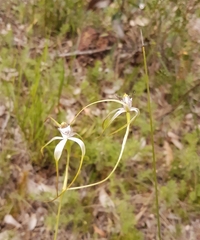 Caladenia serotina