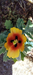Glaucium corniculatum