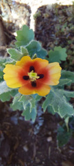Glaucium corniculatum
