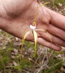 Caladenia serotina