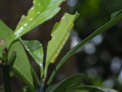 Macroglossum divergens