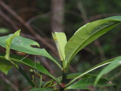 Macroglossum divergens
