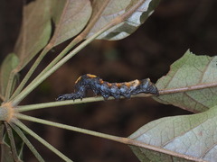 Ischyja ferrifracta