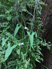 Calystegia marginata