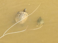 Trachemys scripta elegans