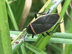 Largus convivus