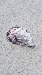 Saccostrea glomerata