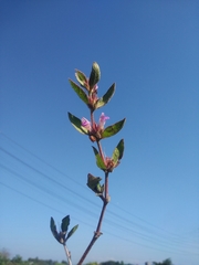 Hygrophila phlomoides