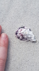 Saccostrea glomerata