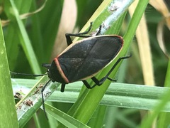 Largus convivus