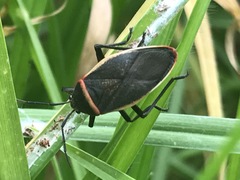 Largus convivus