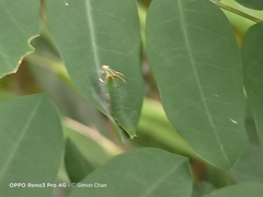 Polyura hebe plautus