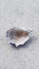 Saccostrea glomerata