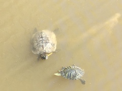 Trachemys scripta elegans